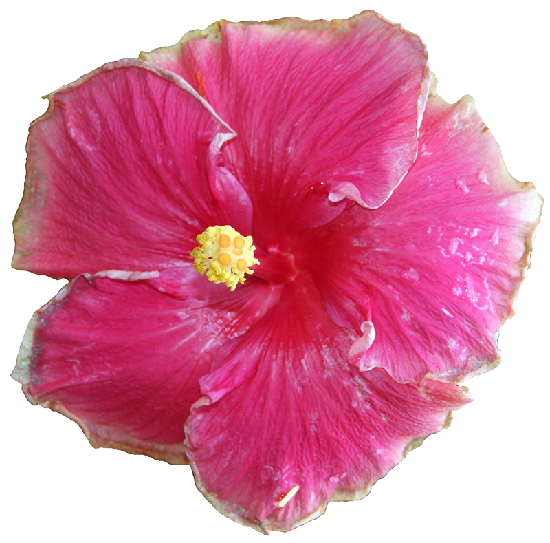 Hibiscus